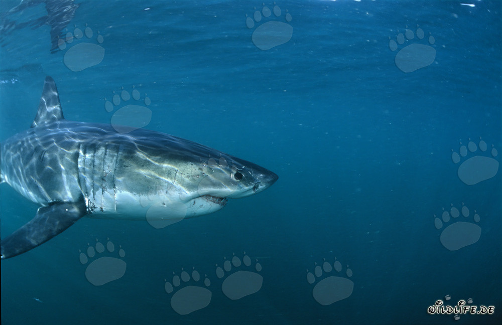 Impressive Great White Shark near Gansbaai