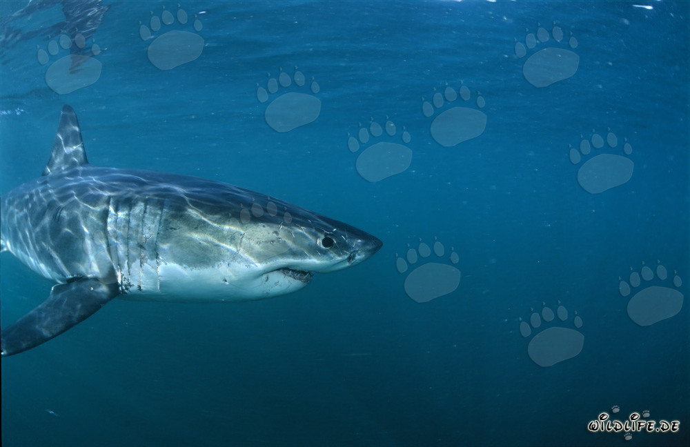 Imposanter Weißer Hai in der Nähe von Gansbaai