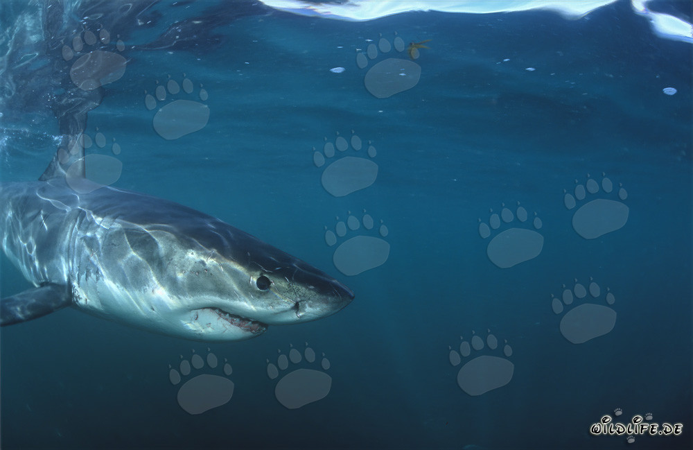 Baby Great White Shark next to the camera