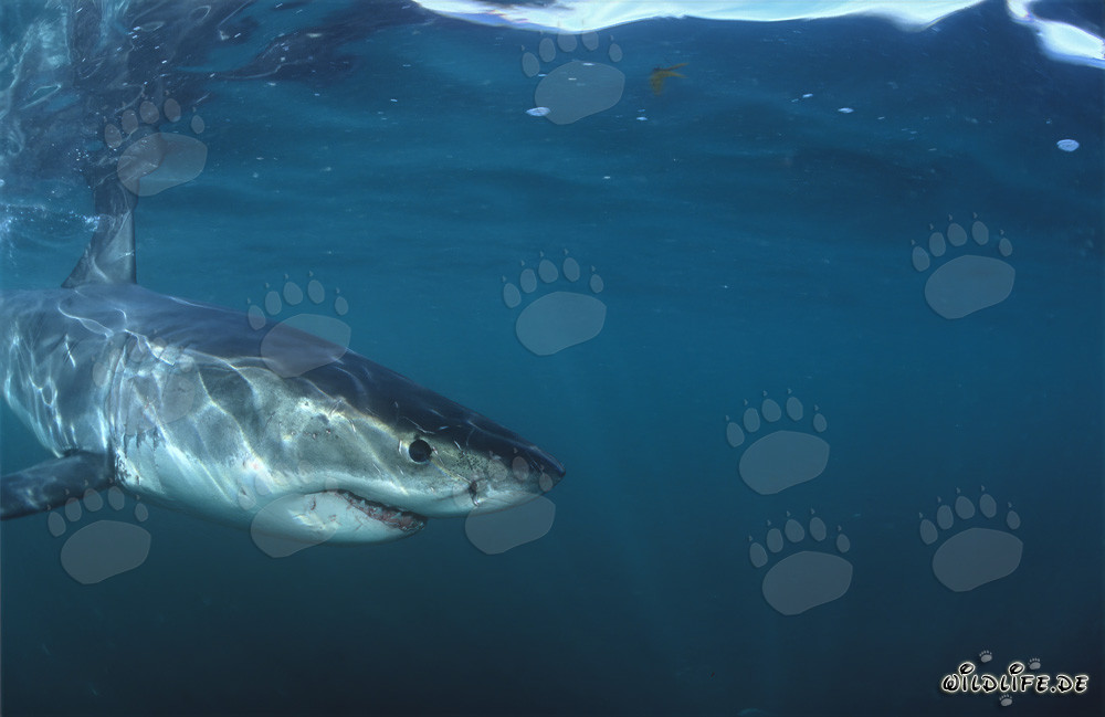 Jeune requin blanc bébé à proximité immédiate de la caméra
