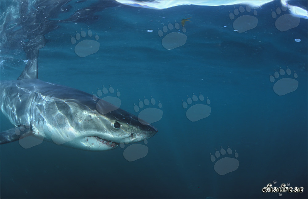 Bebé tiburón blanco en cercanía inmediata de la cámara
