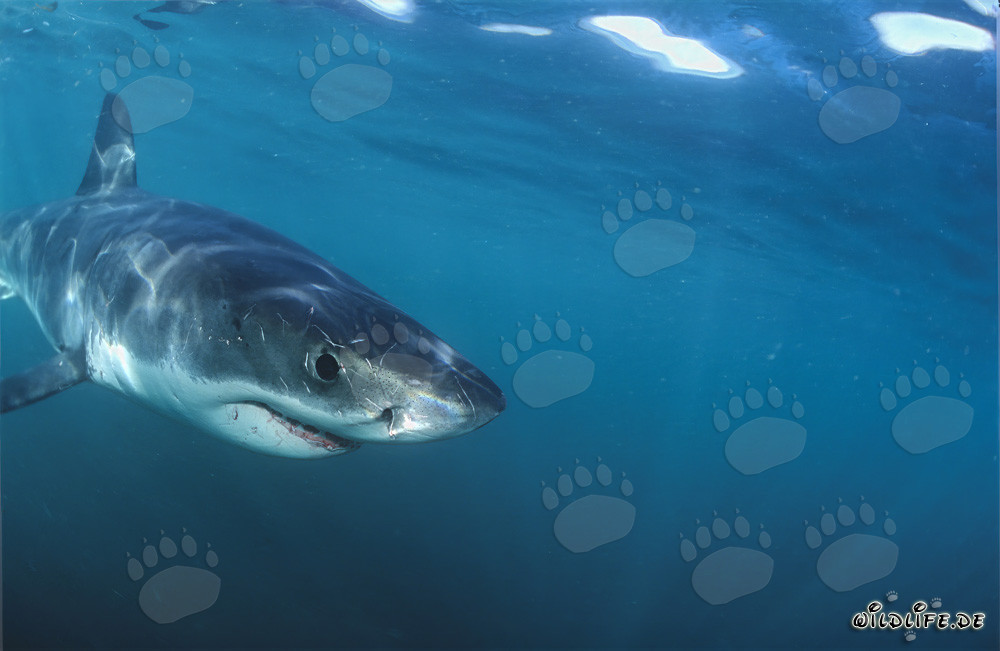 Curious Baby Great White Shark explores the surroundings