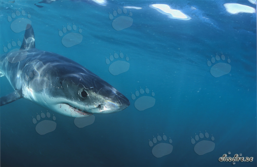 Jeune requin blanc explorant curieusement son environnement