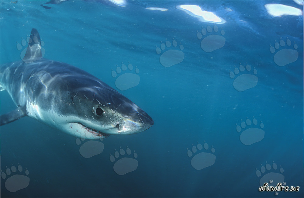 Piccolo squalo bianco che esplora curiosamente l'ambiente