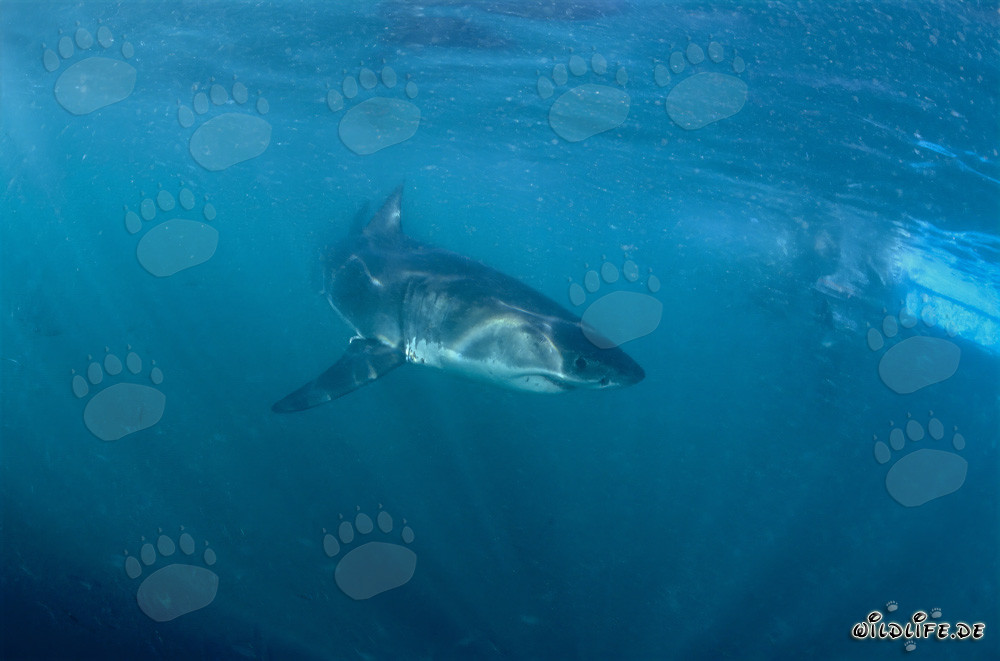Baby Great White Shark
