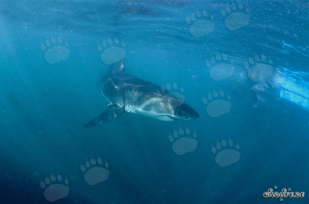 Cachorro de tiburón blanco se aleja