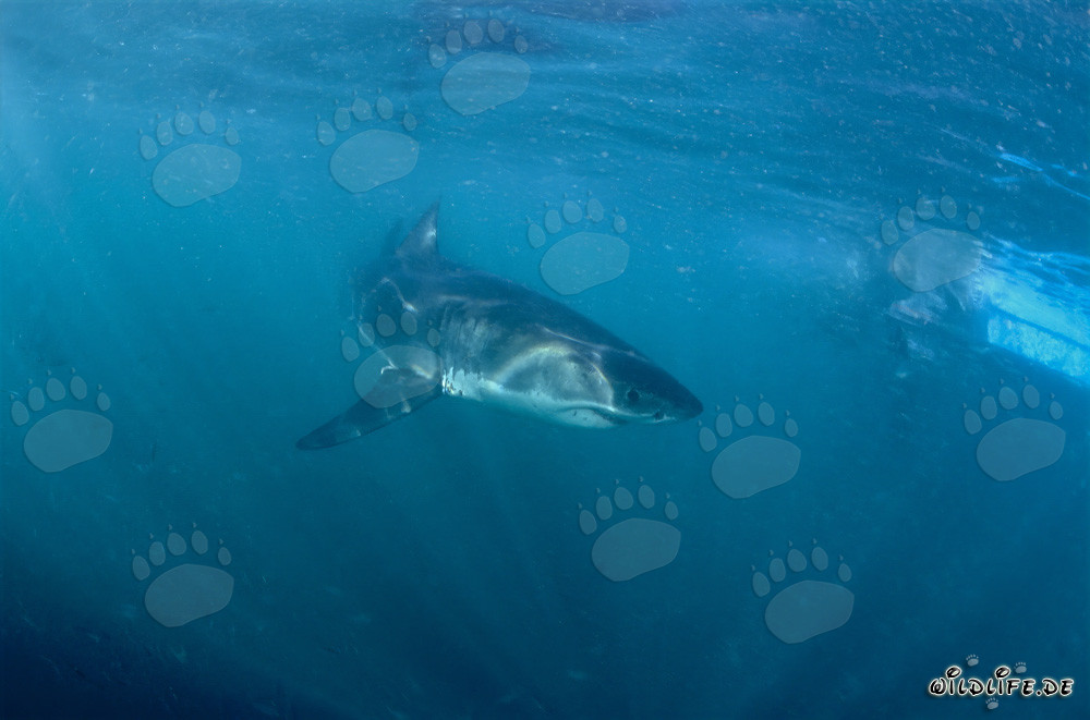 Cucciolo di squalo bianco si allontana
