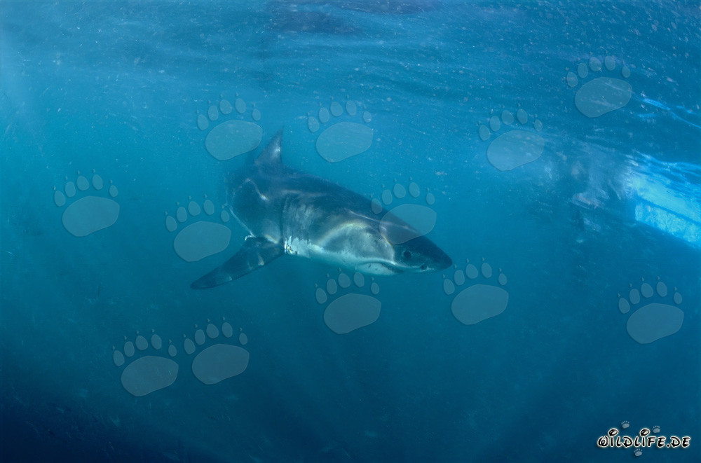 Jeune requin blanc s'éloigne