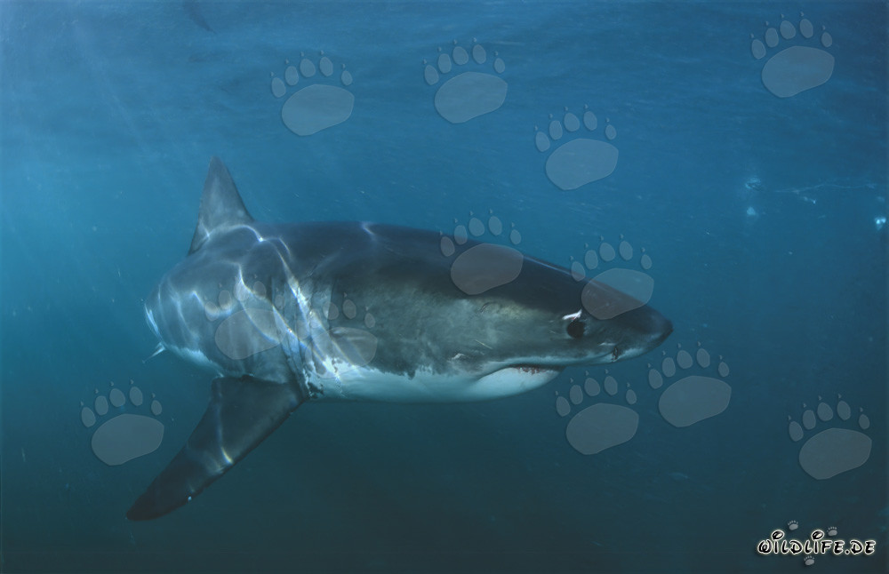 Grand requin blanc fascinant au large des côtes sud-africaines