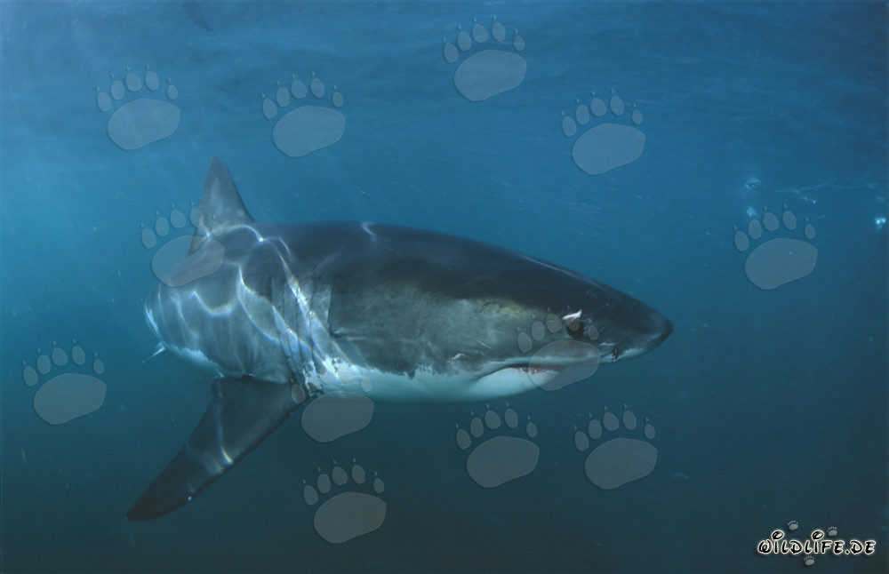 Fascinating Great White Shark off the Coast of South Africa