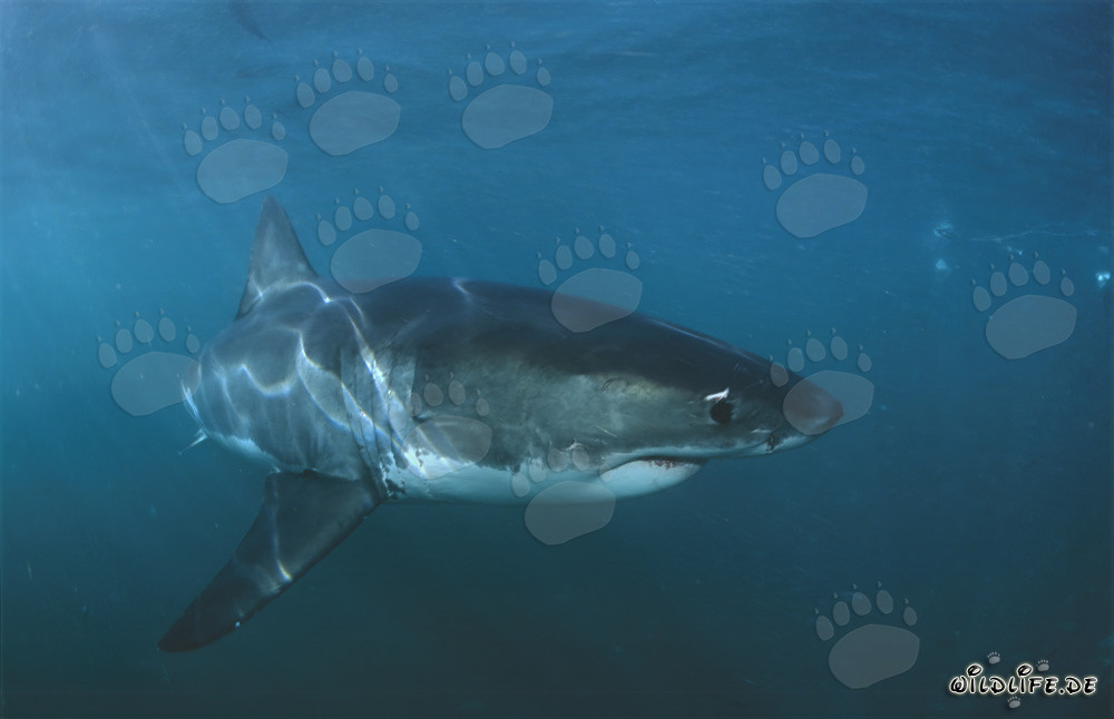 Affascinante squalo bianco al largo delle coste sudafricane