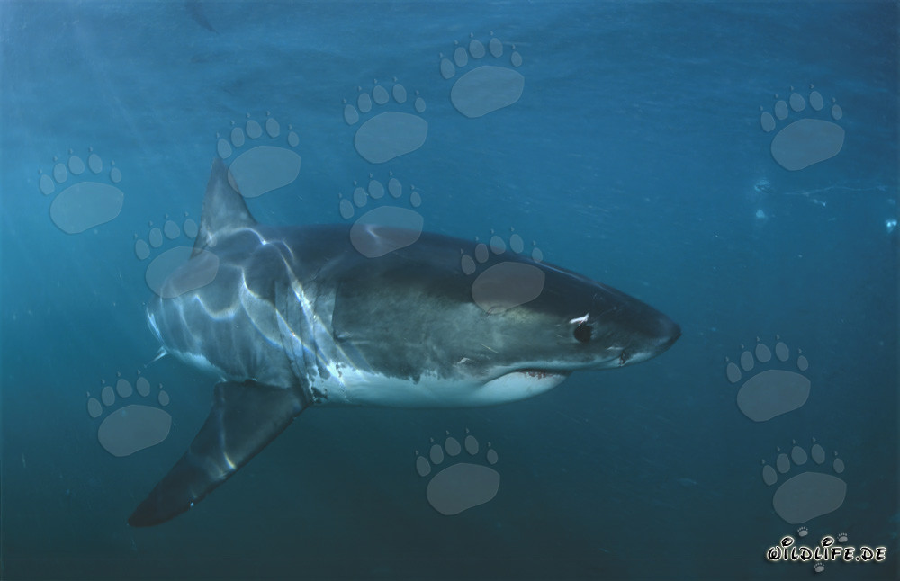 Faszinierender Weißer Hai vor der Küste Südafrikas