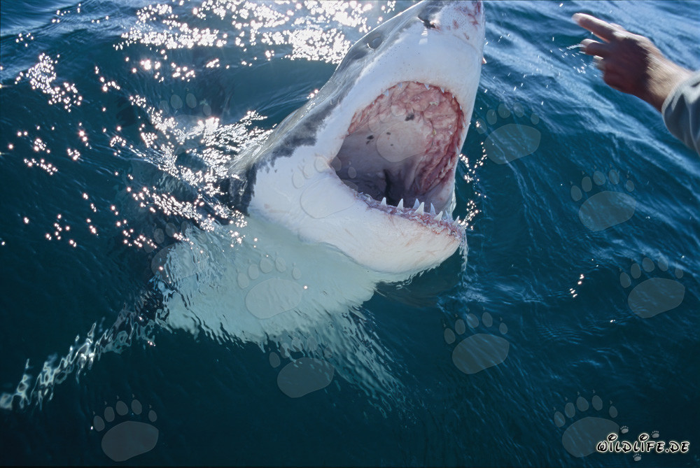 Regard fascinant du grand requin blanc sur une main humaine