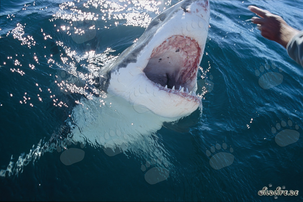 Fascinating gaze of the Great White Shark at a human hand