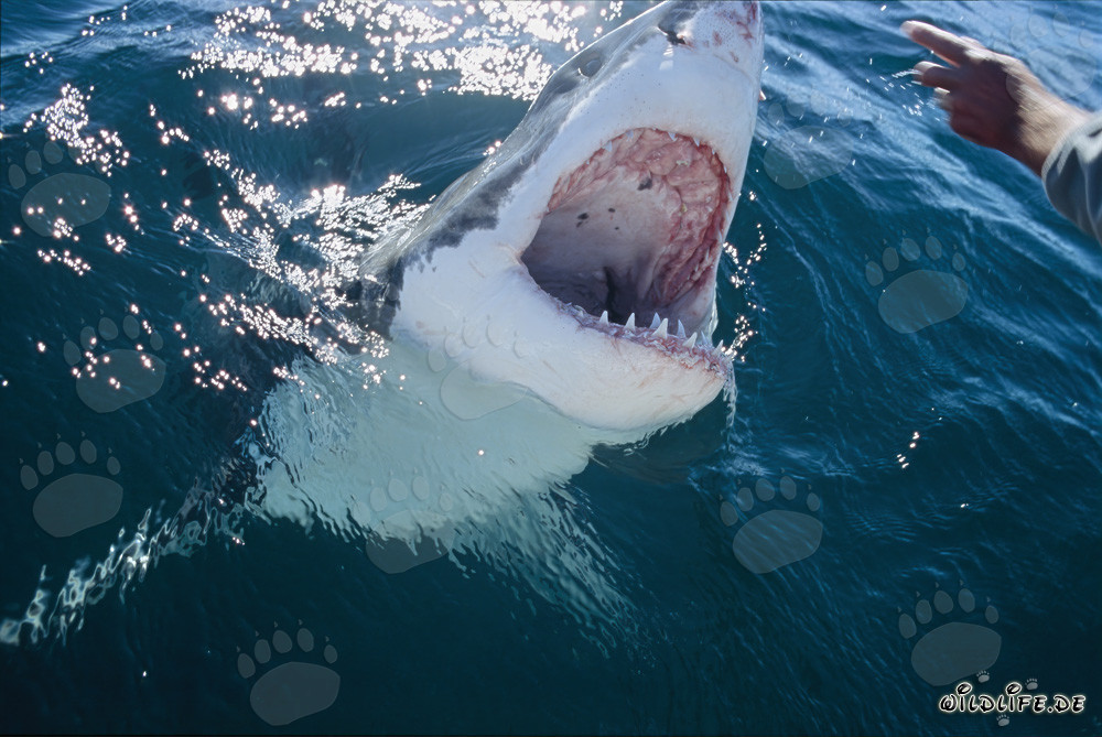 Sguardo affascinante dello squalo bianco su una mano umana