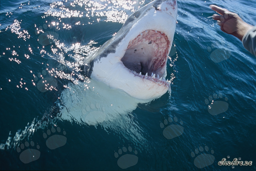 Fascinante mirada del tiburón blanco a una mano humana