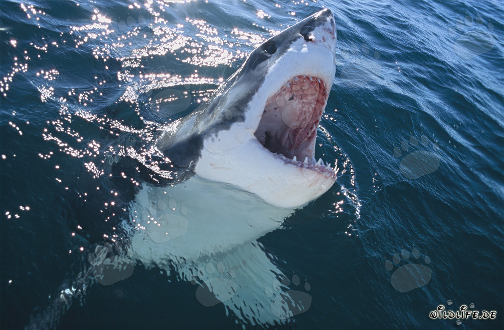 Impressionnant grand requin blanc émerge des profondeurs