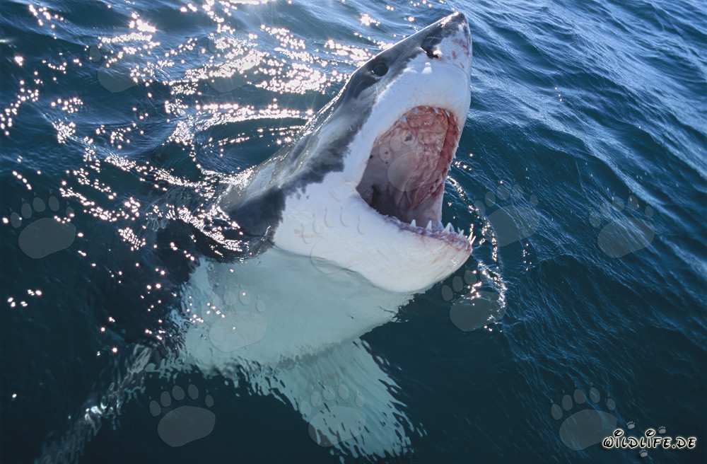 Impressive Great White Shark emerging from the depths