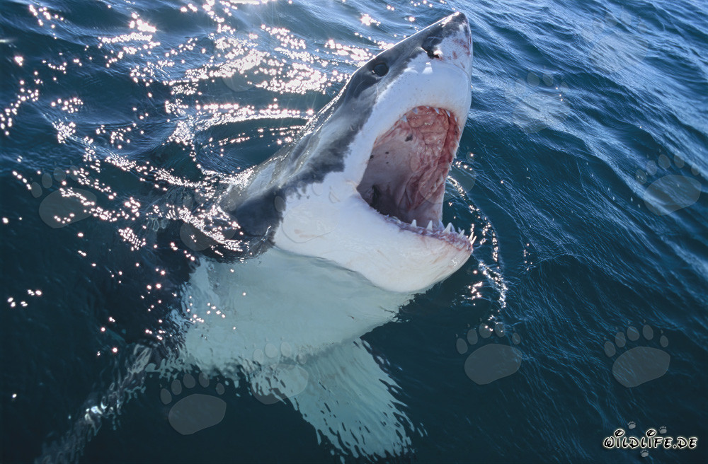 Impressionante squalo bianco emerge dalle profondità
