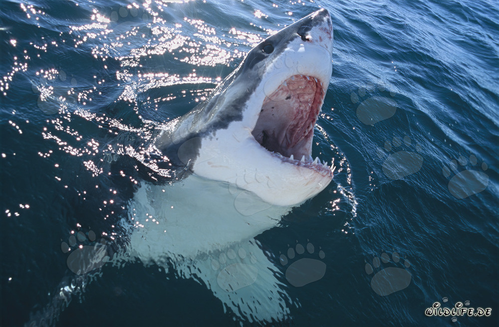 Beeindruckender Weißer Hai taucht aus der Tiefe auf