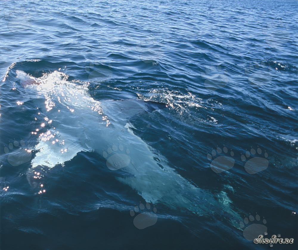 Grand requin blanc majestueux nage à l'envers à la surface de la mer