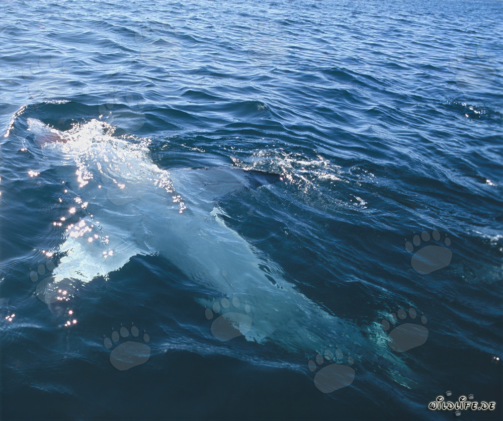 Majestic Great White Shark floating on its back