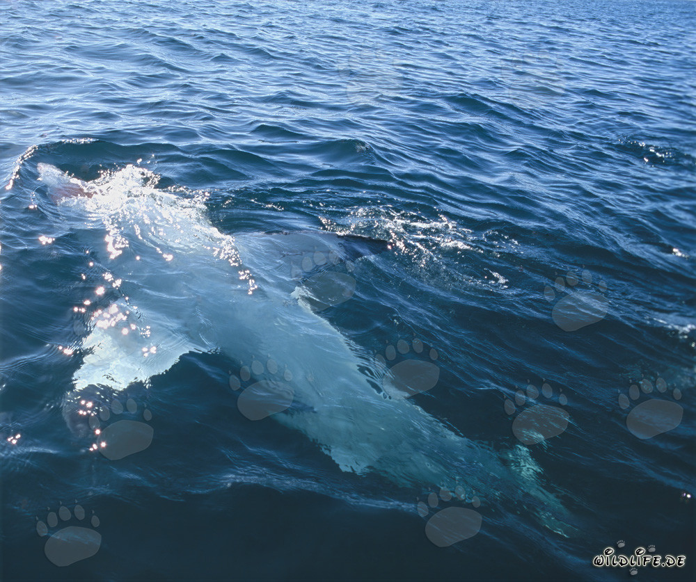 Majestoso squalo bianco nuota a pancia in su alla superficie del mare