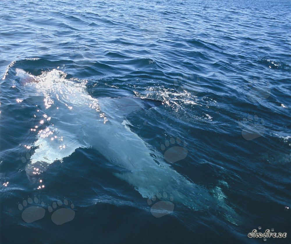 Tiburón blanco majestuoso nada boca arriba en la superficie del mar