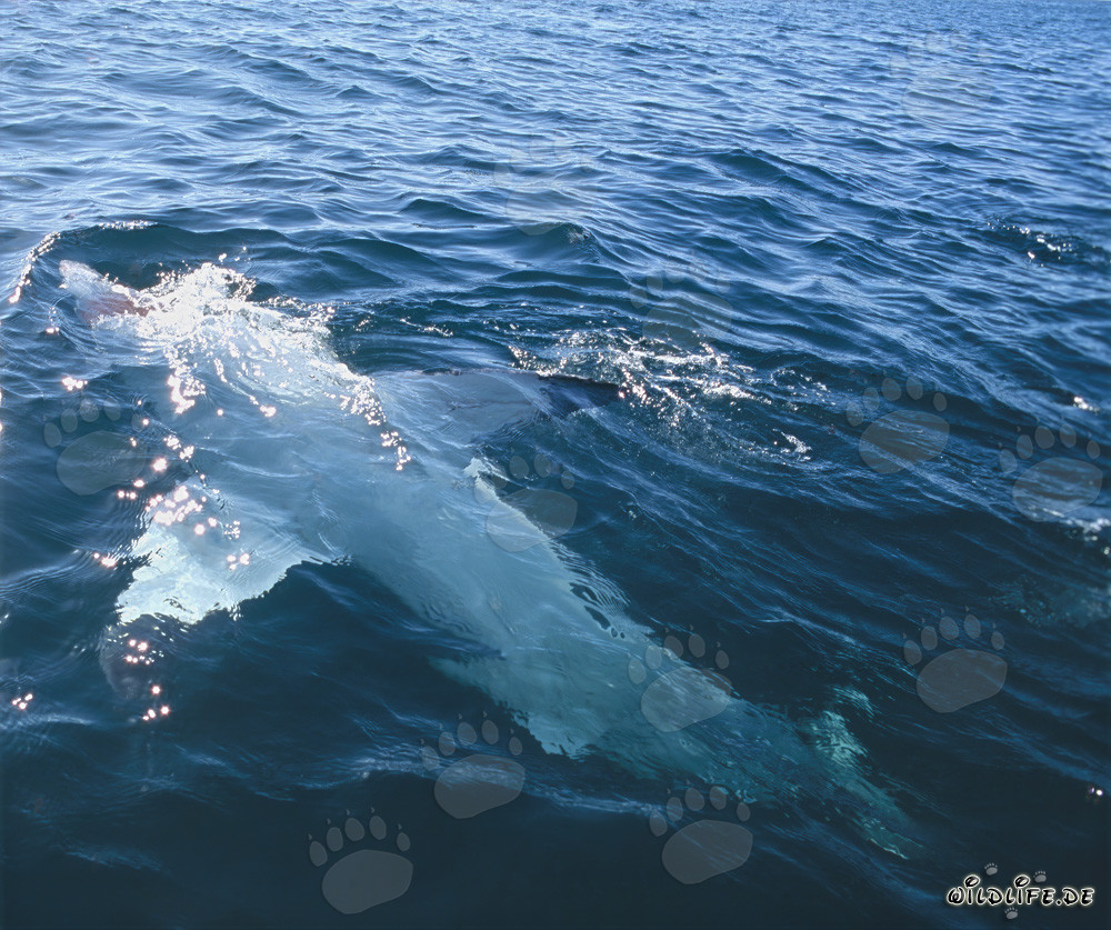 Majestätischer Weißer Hai schwimmt in Rückenlage an der Meeresoberfläche