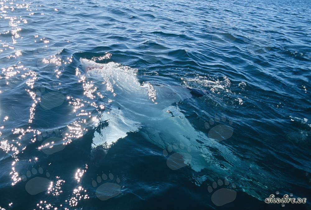 Grand requin blanc majestueux nage en position dorsale