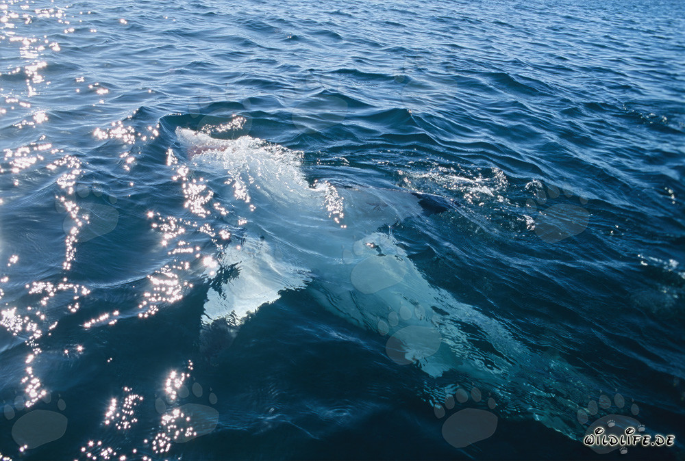 Impressive Great White Shark gracefully floating on its back