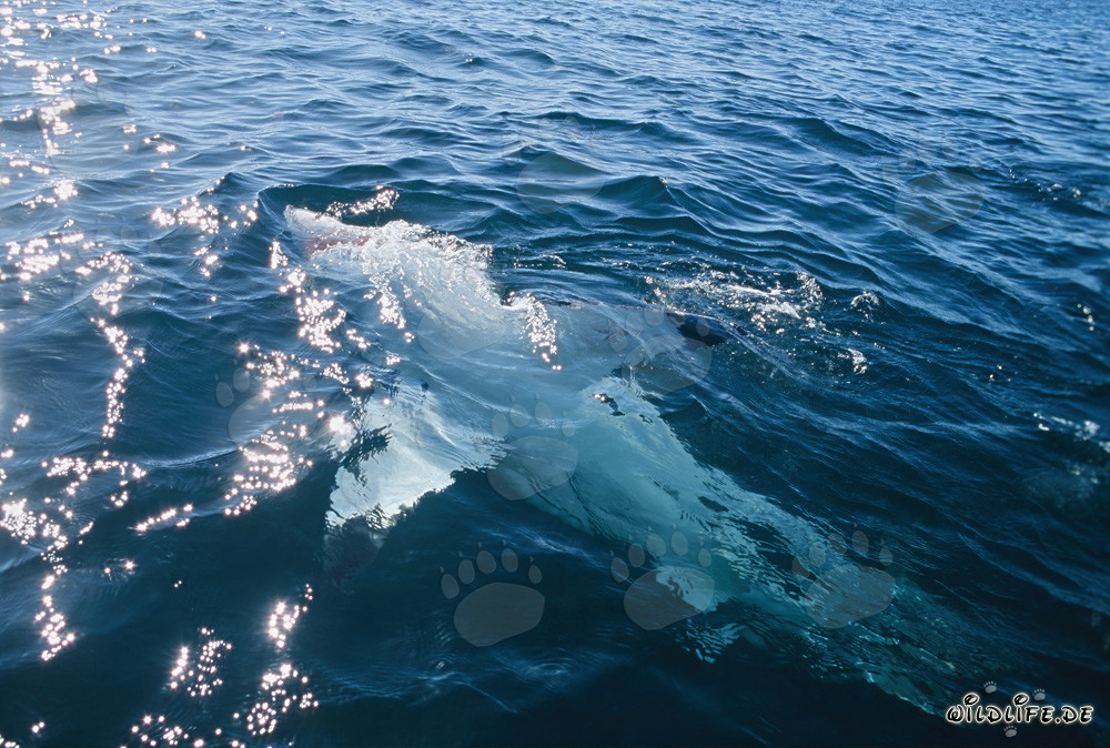 Imponente squalo bianco nuota maestosamente in posizione dorsale
