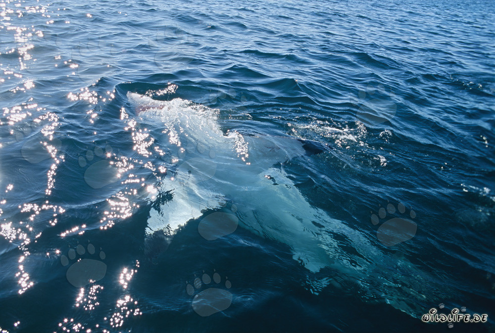 Impresionante tiburón blanco nada majestuosamente en posición dorsal