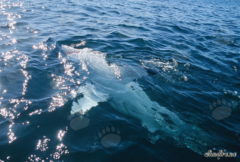 Eindrucksvoller Weißer Hai schwimmt majestätisch in Rueckenlage