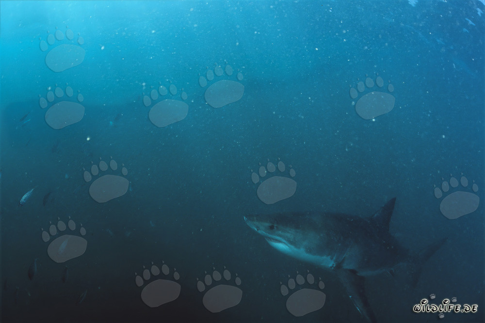 Baby Great White Shark exploring the plankton-rich water