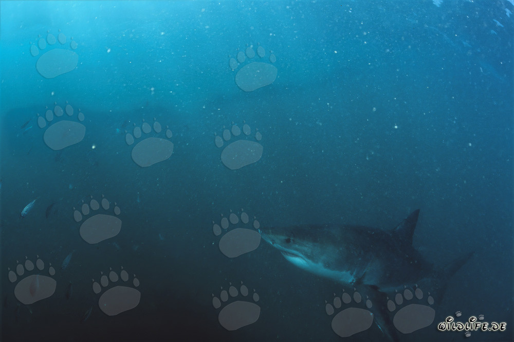 Baby squalo bianco esplora le acque ricche di plancton