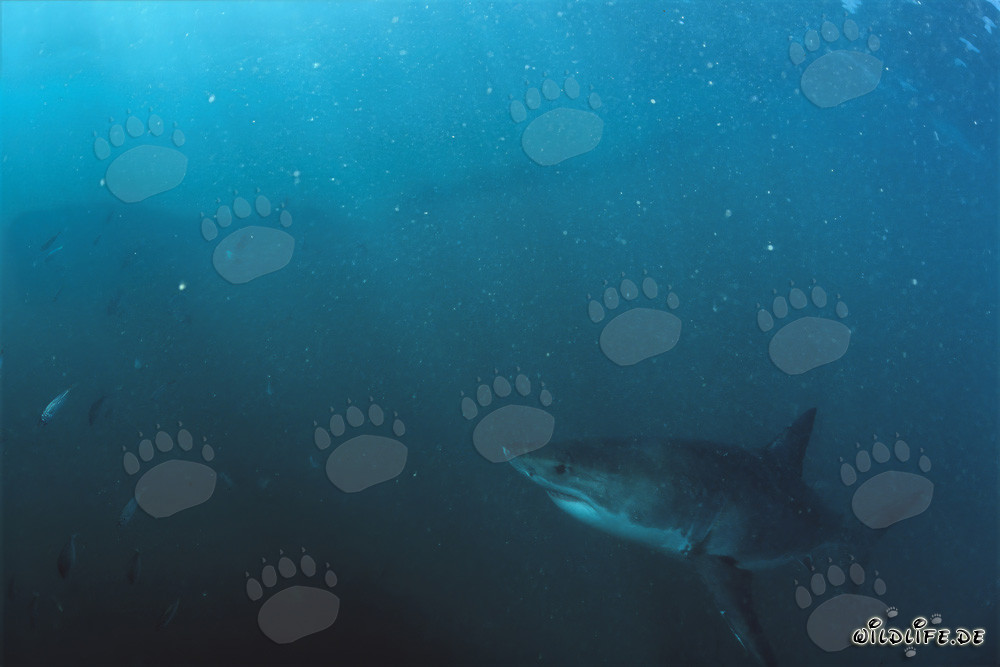 Jeune requin blanc explorant les eaux riches en plancton