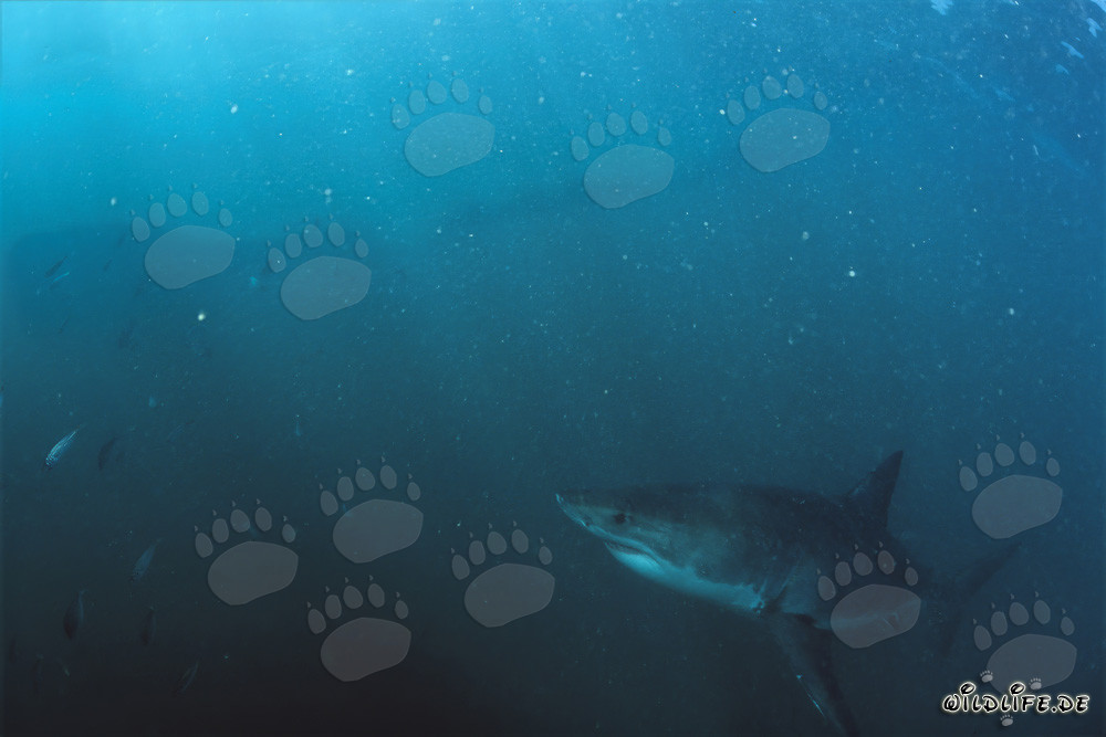 Tiburón blanco bebé explorando las aguas ricas en plancton