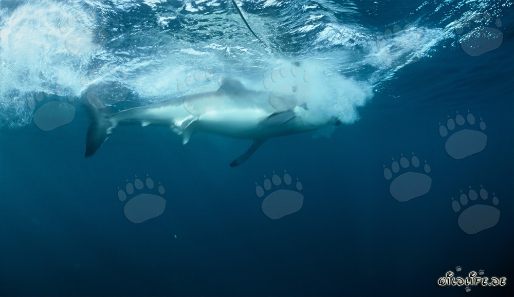 Gran tiburón blanco muerde el cebo frente a la isla de Dyer