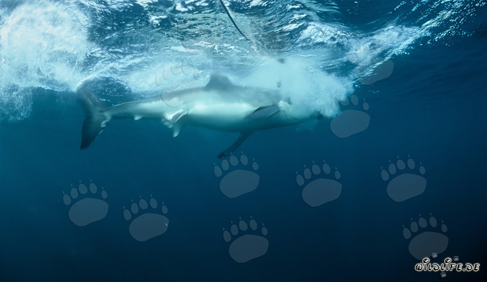 Great white shark bites into the bait in front of Dyer Island