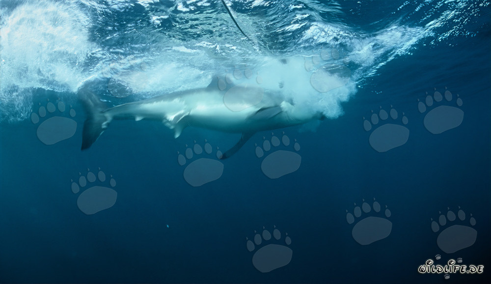 Requin blanc mord dans l'appât devant l'île de Dyer