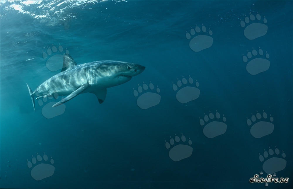 Le majestueux Grand Requin Blanc - Roi des mers en Afrique du Sud