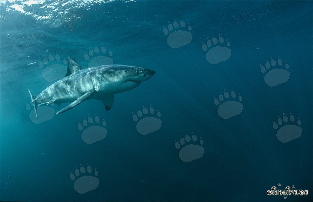 The majestic Great White Shark - King of the Seas in South Africa