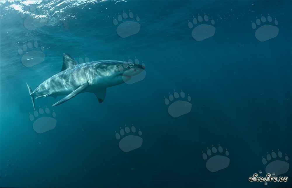 Il maestoso Squalo Bianco - Re dei mari in Sudafrica