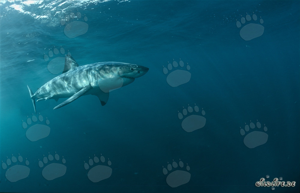 El majestuoso Tiburón Blanco - Rey de los mares en Sudáfrica