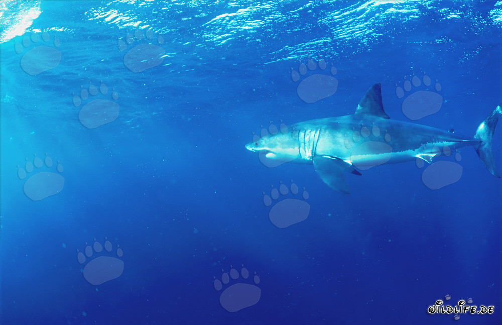 Grand requin blanc majestueux au large des côtes de l'Afrique du Sud