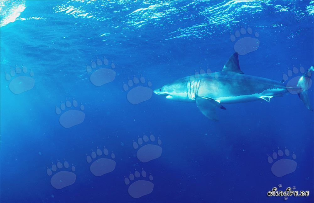 Majestic Great White Shark off the Coast of South Africa