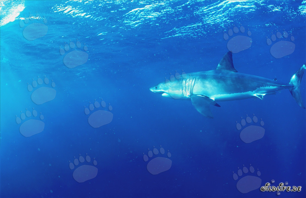 Majestuoso tiburón blanco frente a la costa de Sudáfrica