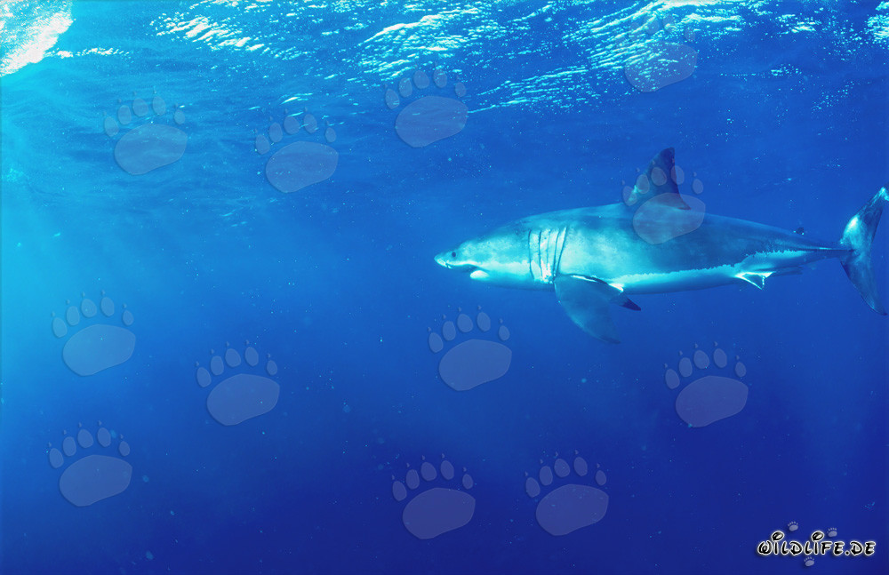 Majestätischer Weißer Hai vor der Küste Südafrikas
