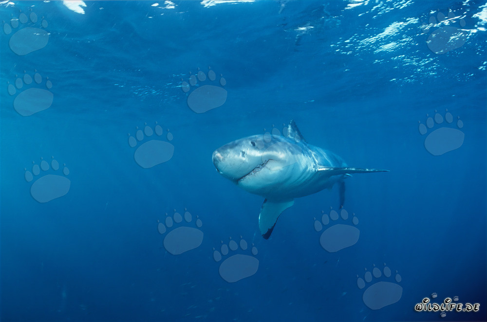 Giovane squalo bianco al largo di Gansbaai